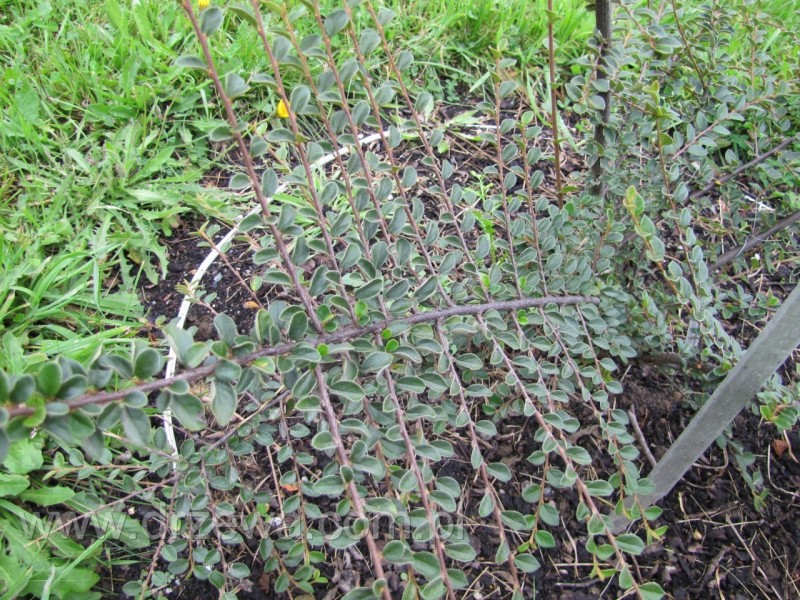 Cotoneaster bradyi